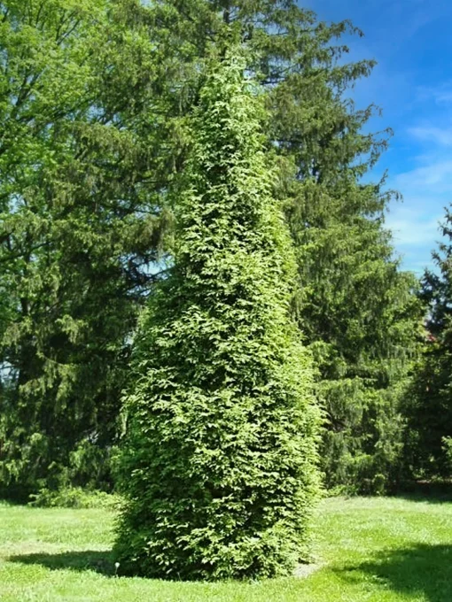 SN EVERGREEN COLLECTION Arborvitae - Thuja Green Giant