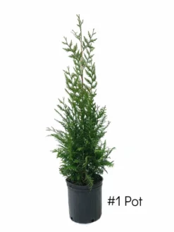 SN EVERGREEN COLLECTION Arborvitae - Thuja Green Giant