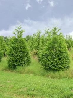SN EVERGREEN COLLECTION Arborvitae - Thuja Green Giant