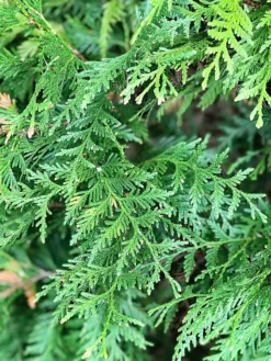 SN EVERGREEN COLLECTION Arborvitae - Thuja Green Giant