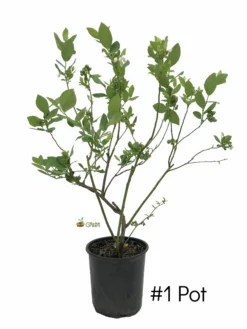 SN Blueberries Blueberry - Tifblue (Rabbit Eye)