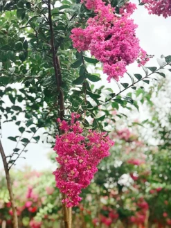 SN Crape Myrtle - Tonto FLOWERING COLLECTION