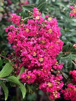 SN Crape Myrtle - Tonto FLOWERING COLLECTION