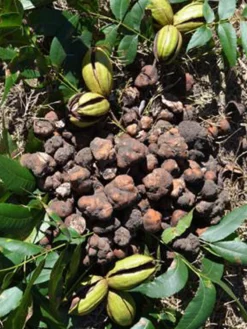 SN NUT COLLECTION Pecan Trees - Truffle