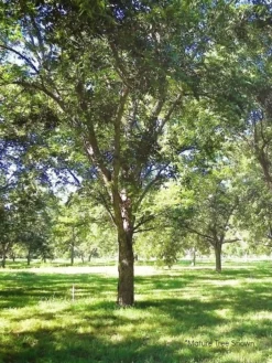 SN NUT COLLECTION Pecan Trees - Truffle
