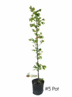 Plant Me Green SHADE COLLECTION Poplar - Tulip