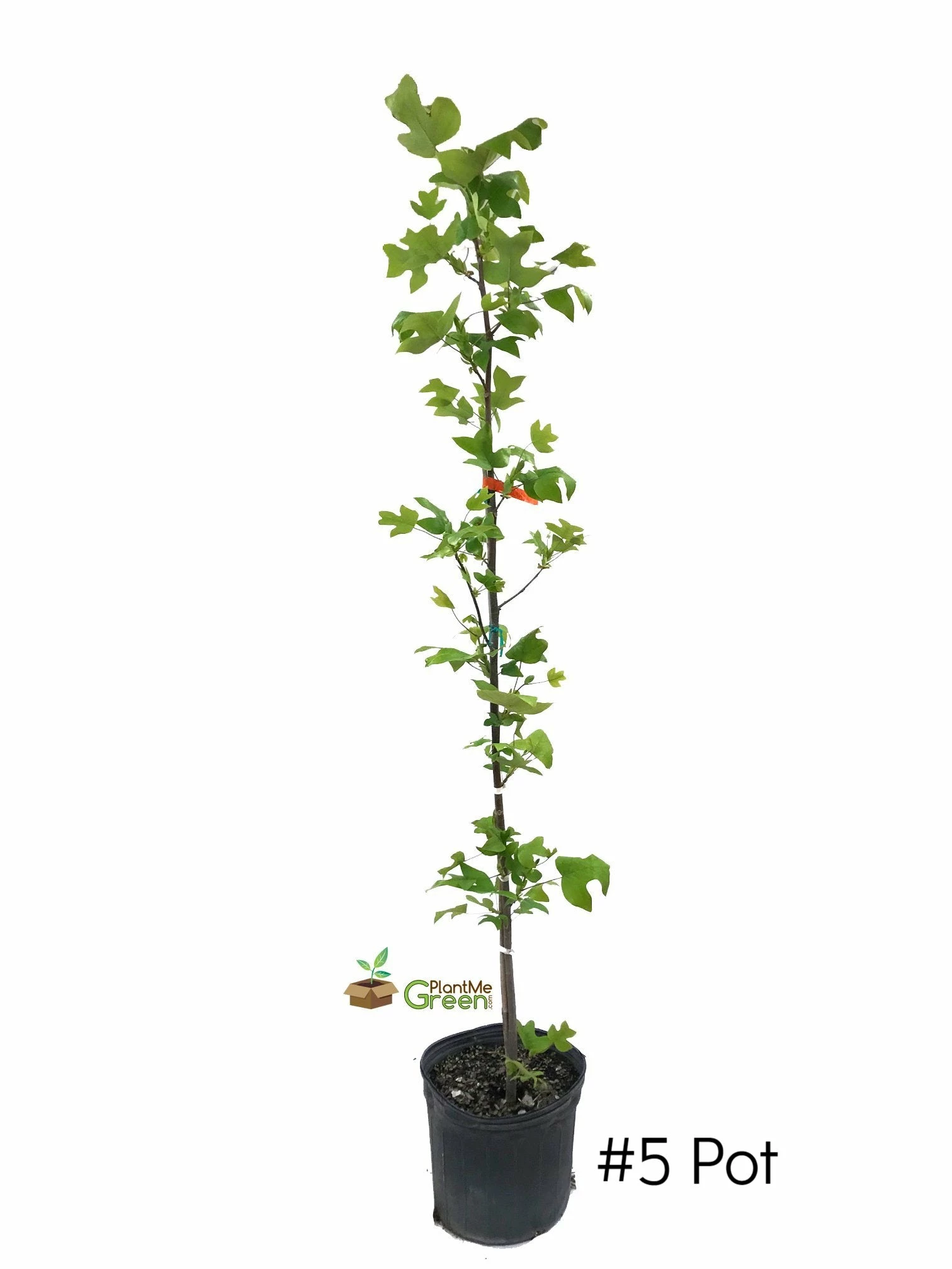 Plant Me Green SHADE COLLECTION Poplar - Tulip