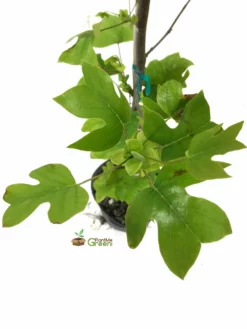 Plant Me Green SHADE COLLECTION Poplar - Tulip