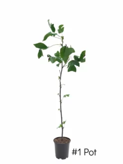 Plant Me Green SHADE COLLECTION Poplar - Tulip