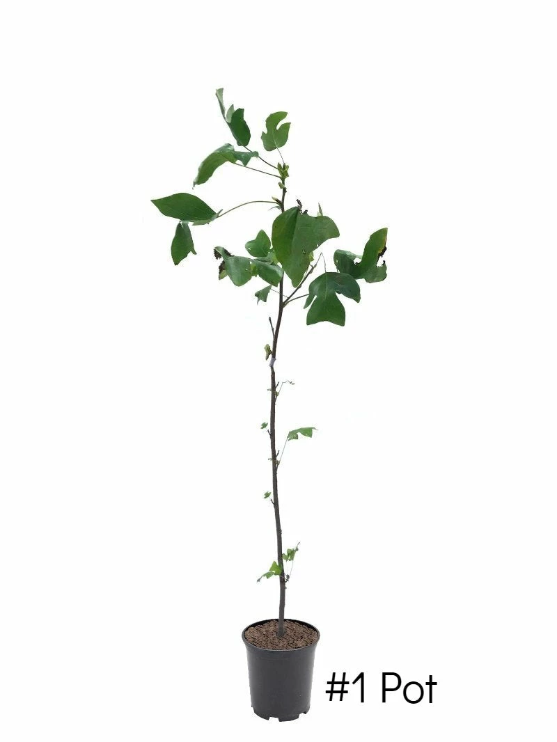 Plant Me Green SHADE COLLECTION Poplar - Tulip