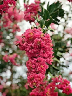 SN FLOWERING COLLECTION Crape Myrtle - Tuscarora