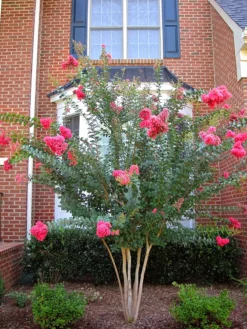 SN FLOWERING COLLECTION Crape Myrtle - Tuscarora