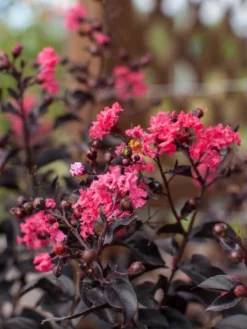 SN Crape Myrtle - First Editions® Twilight Magic™ FLOWERING COLLECTION