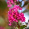SN Crape Myrtle - First Editions® Twilight Magic™ FLOWERING COLLECTION
