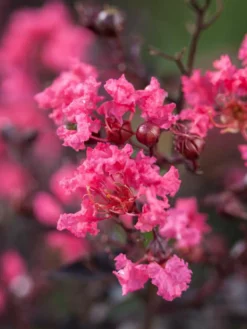 SN Crape Myrtle - First Editions® Twilight Magic™ FLOWERING COLLECTION