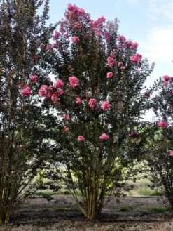 SN Crape Myrtle - First Editions® Twilight Magic™ FLOWERING COLLECTION