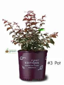 SN Crape Myrtle - First Editions® Twilight Magic™ FLOWERING COLLECTION