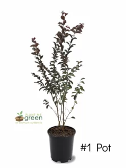 SN Crape Myrtle - First Editions® Twilight Magic™ FLOWERING COLLECTION