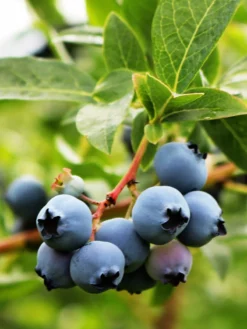 SN Blueberry - Vernon (Rabbit Eye) Blueberries