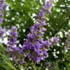 SN Vitex - Shoal Creek