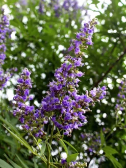 SN Vitex - Shoal Creek
