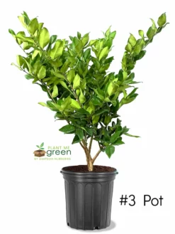 SN Other Flowering Plants Ligustrum - Waxleaf