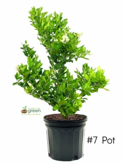 SN Other Flowering Plants Ligustrum - Waxleaf