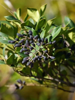SN Other Flowering Plants Ligustrum - Waxleaf