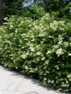 SN Other Flowering Plants Ligustrum - Waxleaf