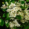 SN Other Flowering Plants Ligustrum - Waxleaf