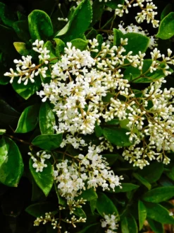 SN Other Flowering Plants Ligustrum - Waxleaf