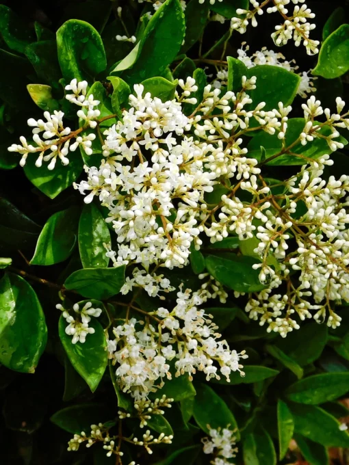 SN Other Flowering Plants Ligustrum - Waxleaf