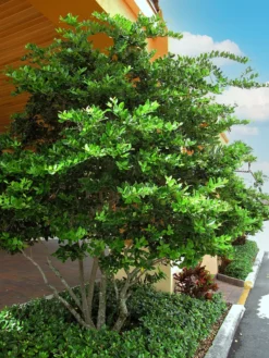 SN Other Flowering Plants Ligustrum - Waxleaf