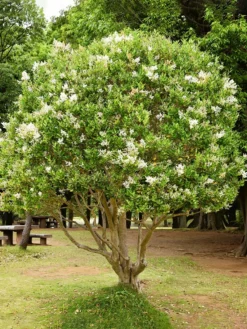 SN Other Flowering Plants Ligustrum - Waxleaf