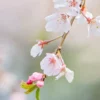 SN FLOWERING COLLECTION Cherry - Weeping Yoshino (Flowering)