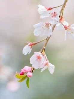 SN FLOWERING COLLECTION Cherry - Weeping Yoshino (Flowering)