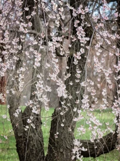 SN FLOWERING COLLECTION Cherry - Weeping Yoshino (Flowering)