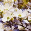 SN Dogwood - White