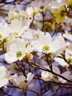 SN Dogwood - White