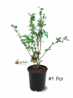 SN Althea - Double White