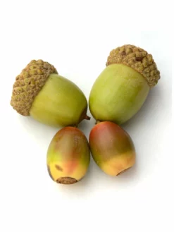 SN Oak - White SHADE COLLECTION