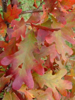 SN Oak - White SHADE COLLECTION