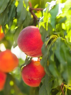 SN FRUIT COLLECTION Peach Trees - Winblo