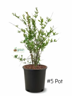 SN Pomegranate Trees - Wonderful FRUIT COLLECTION