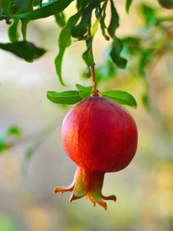 SN Pomegranate Trees - Wonderful FRUIT COLLECTION
