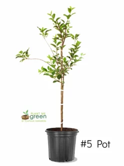 SN Apple Trees - Yellow Delicious