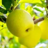 SN Apple Trees - Yellow Delicious