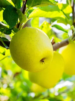 SN Apple Trees - Yellow Delicious
