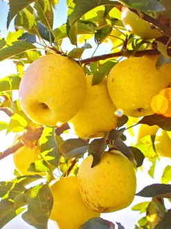 SN Apple Trees - Yellow Delicious