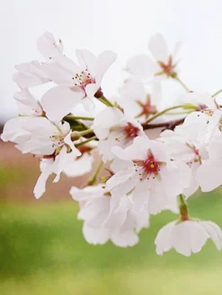 SN FLOWERING COLLECTION Cherry - Yoshino (Flowering)